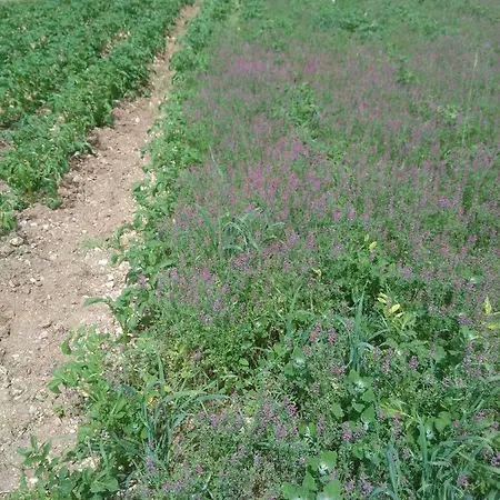 Regina Di Cuori Séjour à la ferme *