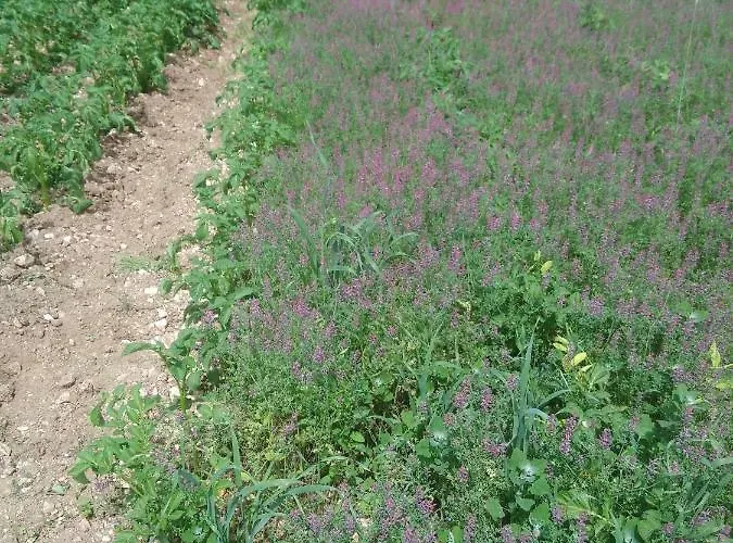 Regina Di Cuori Lantgård *